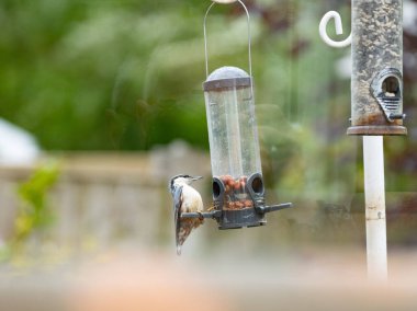 Fıstık alan bir bahçe yemleyicisine tımarhane.