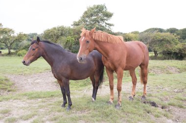 Açık kahverengi ve koyu kahverengi birlikte atlar.