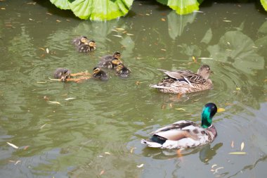 Erkek ve dişi yeşilbaş ördek ve ördek yavrusu.