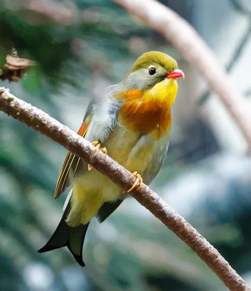 Pekin robin in boom. — Stockfoto