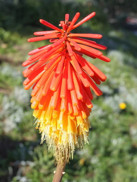 Vivid red and yellow flower of red hot poker plant — Stock Photo, Image