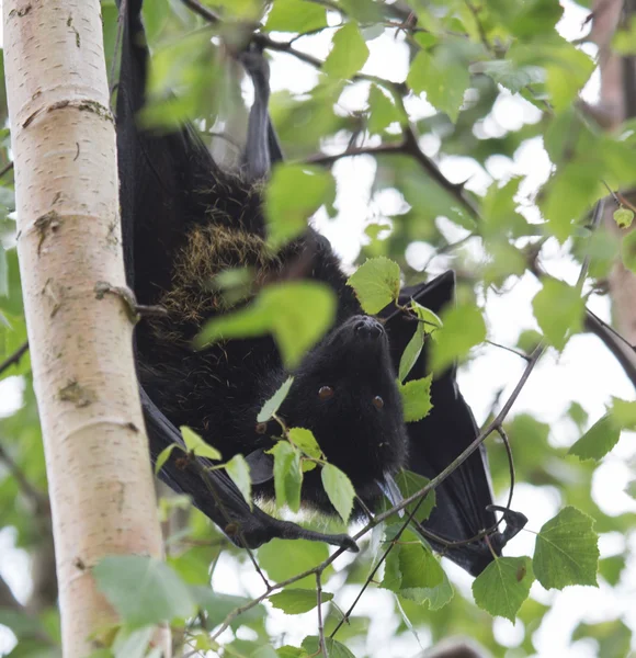 Livingstone fruit bat w drzewo — Zdjęcie stockowe