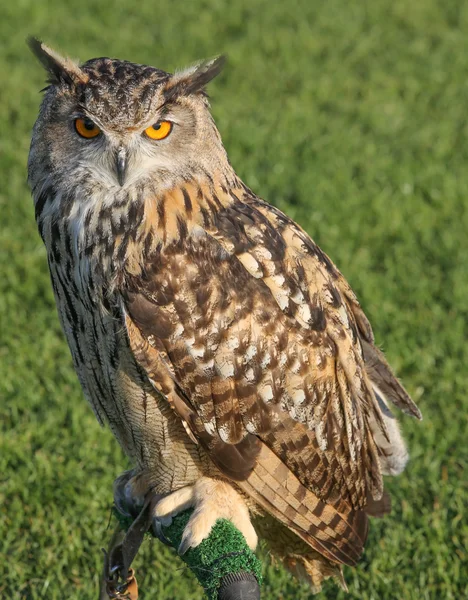 Búho águila europea mirando a la cámara . — Foto de Stock