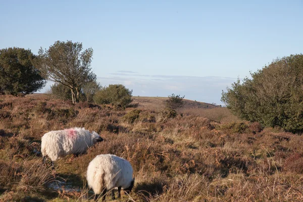 Pâturage des moutons sur les collines quantock — Photo