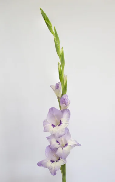 Gladioli lilás único elegante em flor . — Fotografia de Stock