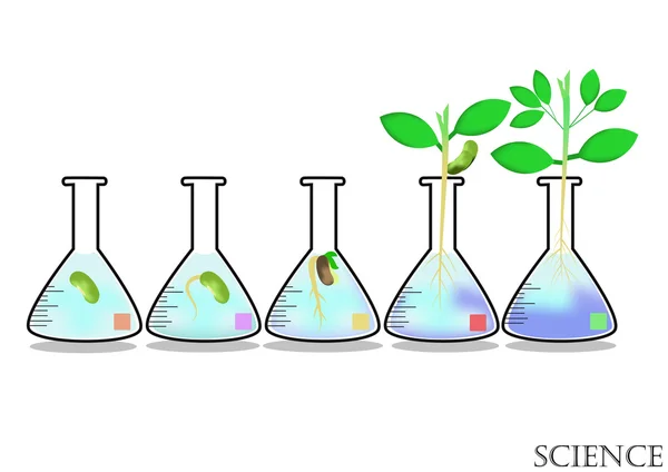 Crecimiento experimental de plantas en frasco Erlenmayer . — Vector de stock