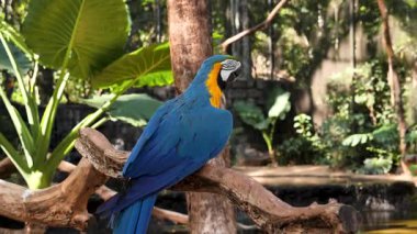 Lush Tropical Setting, Brezilya 'da canlı mavi ve altın sarısı makav portresi. Sevimli renkli papağan. Yüksek kalite 4k görüntü.