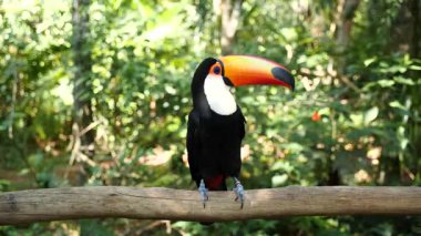 Foz do Iguacu, Brezilya 'daki Iguazu Şelalesi yakınlarında doğal ortamda egzotik tukan kuşu. Renkli Tukan papağanı. Yüksek kalite 4k görüntü