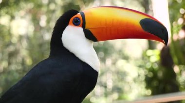 Foz do Iguacu, Brezilya 'daki Iguazu Şelalesi yakınlarında doğal ortamda egzotik tukan kuşu. Renkli Tukan papağanına saldırmak. Yüksek kalite 4k görüntü