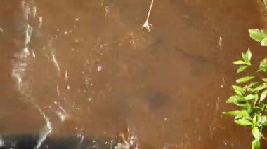 Brezilya 'nın en büyük tatlı su balığı arapaima ya da pirarucu küçük bir balık yakalıyor. Rio Negro Nehri Brezilya Amazon Ormanı 'ndaki Manaus şehrine yakın. Vahşi hayvan. Yüksek kalite 4k görüntü.