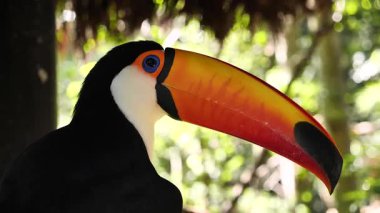 Foz do Iguacu, Brezilya 'daki Iguazu Şelalesi yakınlarında doğal ortamda egzotik tukan kuşu. Renkli Tukan papağanı. Yüksek kalite 4k görüntü