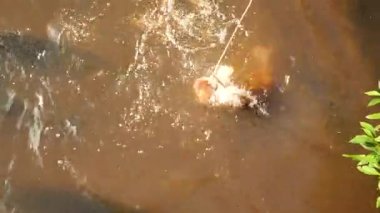 Brezilya 'nın en büyük tatlı su balığı arapaima ya da pirarucu küçük bir balık yakalıyor. Rio Negro Nehri Brezilya Amazon Ormanı 'ndaki Manaus şehrine yakın. Vahşi hayvan. Yüksek kalite 4k görüntü.