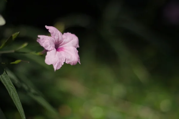 फूल गुलाबी रूएलिया — स्टॉक फ़ोटो, इमेज