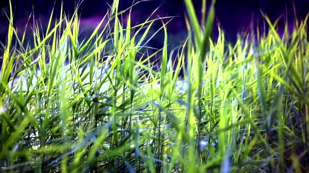 Rivière forêt herbe Lac — Video