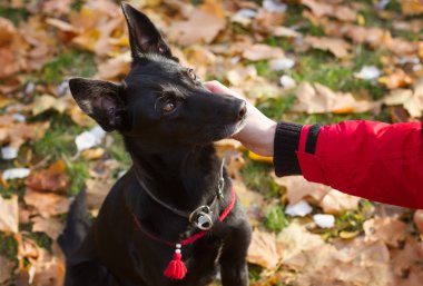 Kadının el siyah okşayarak köpek içinde a kırmızı yaka.