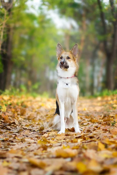 สุนัขตัวผู้สีเหลืองและสีเทา นั่งอยู่ในใบไม้ร่วง — ภาพถ่ายสต็อก