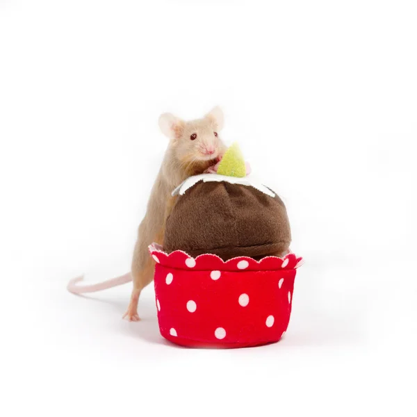 Curioso ratón doméstico explora el pastel rojo y marrón de felpa — Foto de Stock