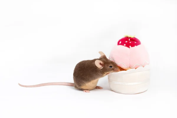 Rato doméstico curioso explora bolo de brinquedo de pelúcia — Fotografia de Stock