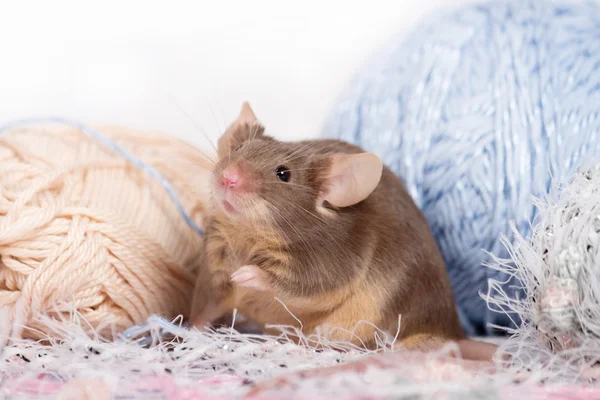 Lustige Hausmaus mit buschigen Weisen — Stockfoto