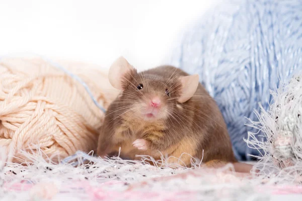 Grappige binnenlandse muis met borstelige wiskers — Stockfoto