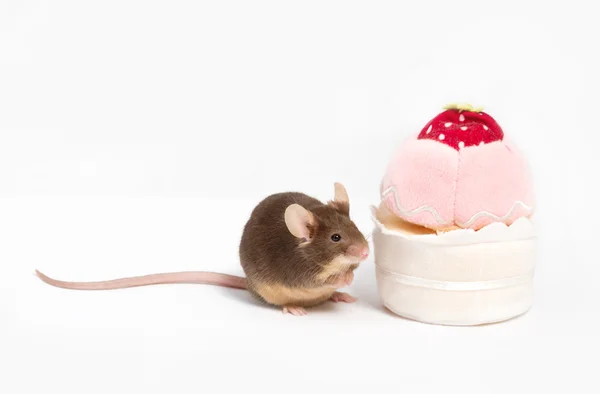 Nieuwsgierig binnenlandse muis verkent pluche cupcake. — Stockfoto