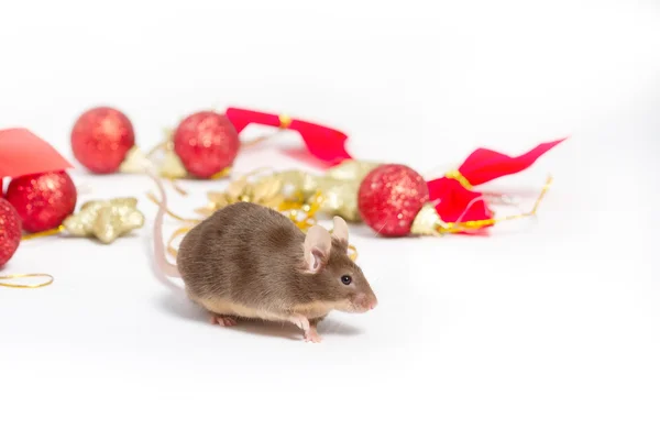 Kırmızı ve altın Noel süsleri arasında oturan meraklı kahverengi fare — Stok fotoğraf