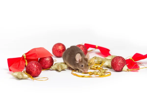 Neugierige braune Maus sitzt zwischen rotem und goldenem Weihnachtsschmuck — Stockfoto