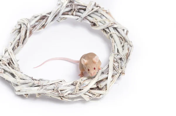 Curioso ratón beige se sienta en una corona de ramitas — Foto de Stock