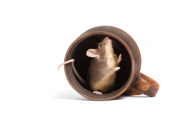 Ratoncito hambriento en una taza vacía — Foto de Stock