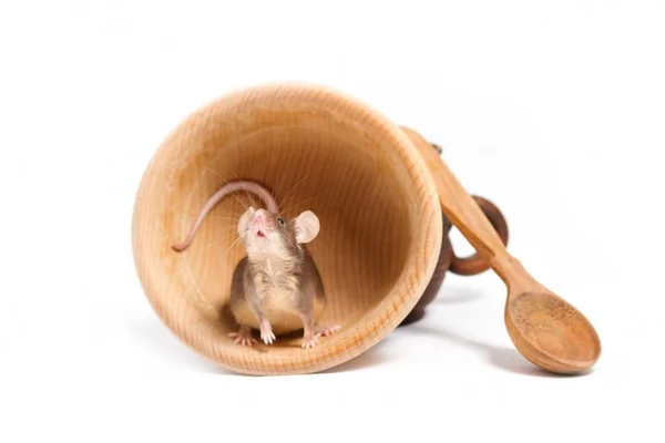 Kleine hungrige Maus in einer leeren hölzernen Schüssel auf der Suche nach Nahrung — Stockfoto