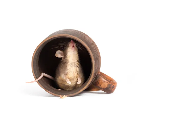 Ratoncito hambriento en una taza vacía, buscando algo de comida — Foto de Stock