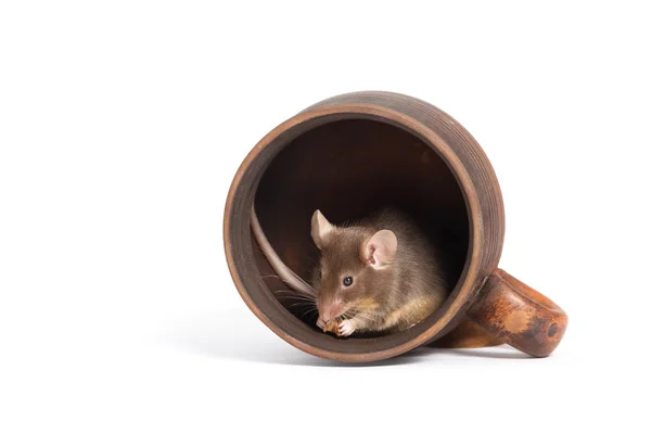 Kleine hungrige Maus in einer leeren Tasse, die etwas isst — Stockfoto