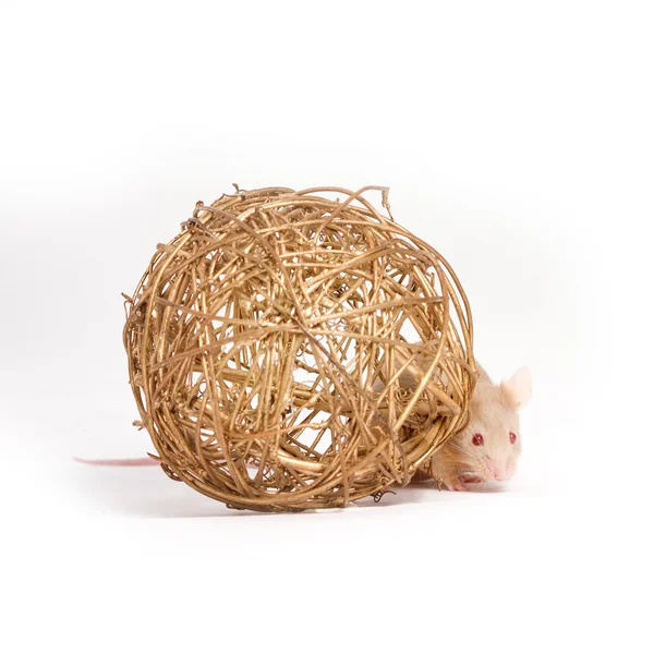 A curious little mouse hides behind the golden decorative ball — Stock Photo, Image