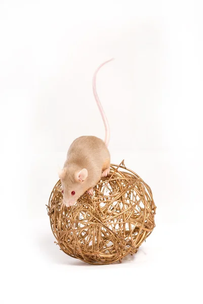 Un curioso ratoncito en la bola decorativa dorada — Foto de Stock