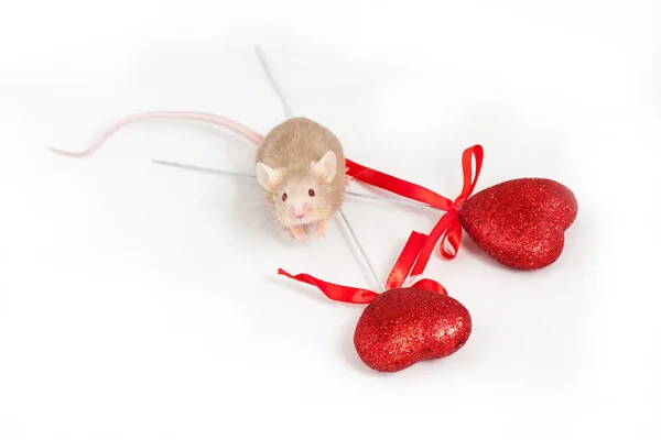 Pequeño ratón dorado se sienta sobre un fondo blanco junto a dos brillantes corazones rojos decorativos — Foto de Stock