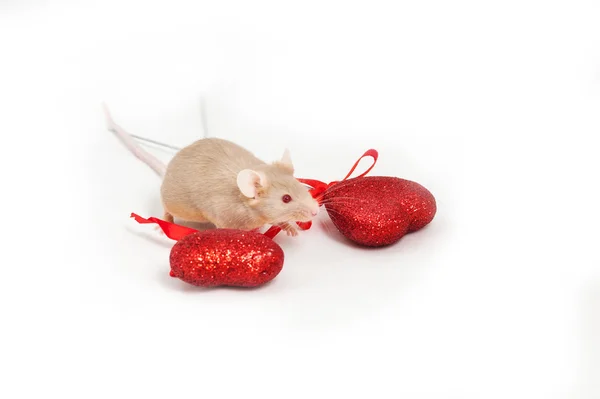Winzige goldene Maus sitzt auf weißem Hintergrund neben zwei glänzenden dekorativen roten Herzen. — Stockfoto