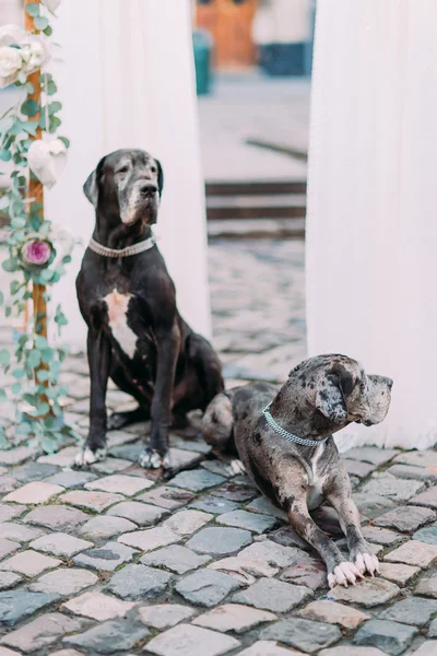 Dos perros de pura raza sentados cerca del arco de la boda en el centro de la antigua ciudad europea de cerca —  Fotos de Stock