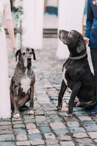 Due grandi cani di razza pura in bianco e nero in possesso di coppia di nozze da vicino — Foto Stock