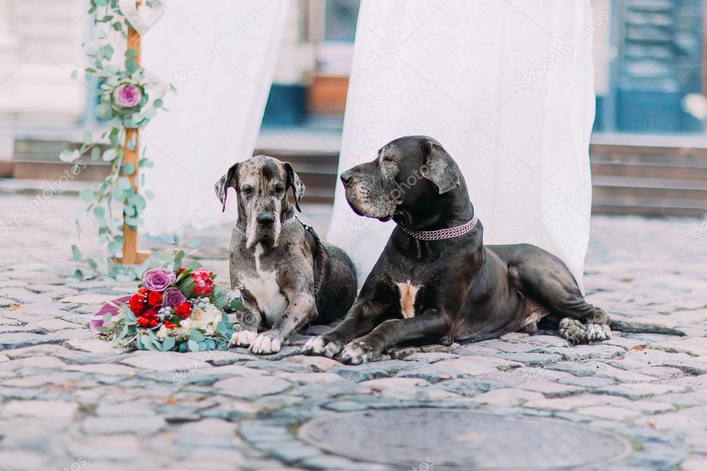 Couple of purebred dogs sitting on the pavement near the wedding tent