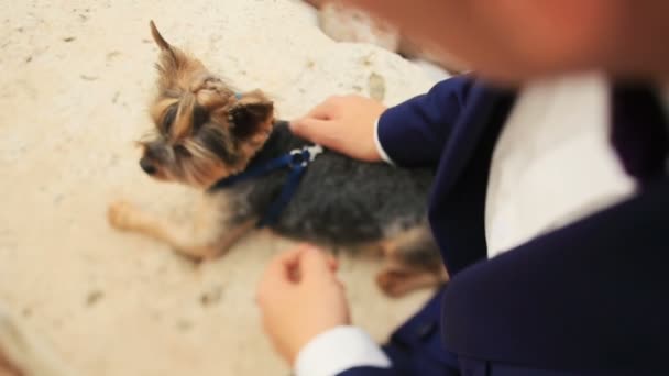 モンテネグロのブドヴァで砂の上に横たわる小さなかわいい犬テリアをペッティング新郎をクローズ アップ — ストック動画