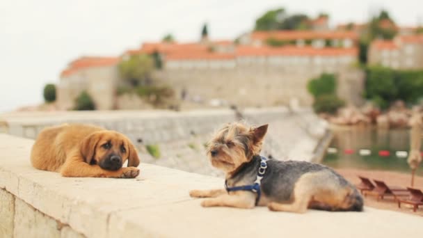 Dva psi, ležící na pláži slunečného dne v Černé hoře, Budva — Stock video