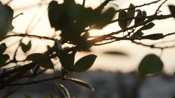 Paris Caddesi Mimarlık yakın çekim — Stok video