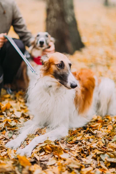 Collies de raza pura en el bosque de otoño de cerca — Foto de Stock