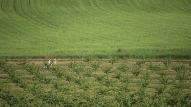 Šťastný svatební pár běží a drží se za ruce na zeleném poli — Stock video