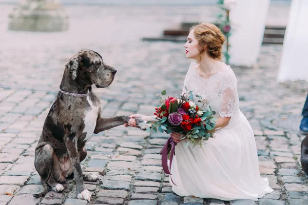 Smart hund ger en pow till charmiga blonda älskarinna-bruden — Stockfoto