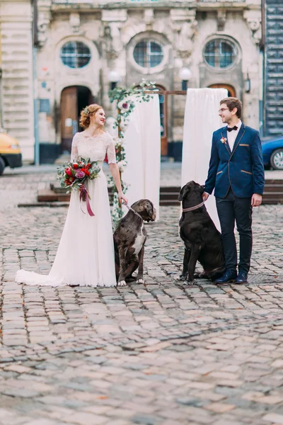 Стильный молодой жених и невеста любовно смотрят друг на друга и держат двух больших чистокровных собак в центре города — стоковое фото