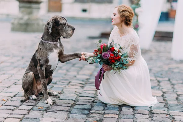 Pěkný velký pes dává pow nádherná nevěsta v centru města Lvov — Stock fotografie