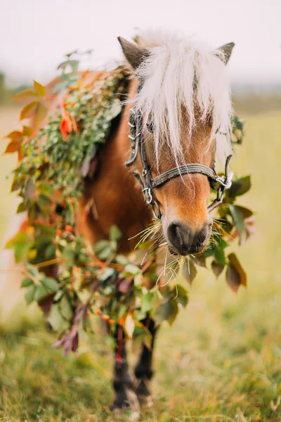 Piccolo pony in corona di fiori sul campo da vicino — Foto Stock