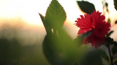 Güzel kırmızı çiçek çim yakın çekim