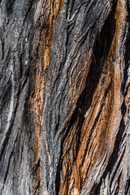 Ahşap kabuk ilginç yakın çekim. Doğal desenler